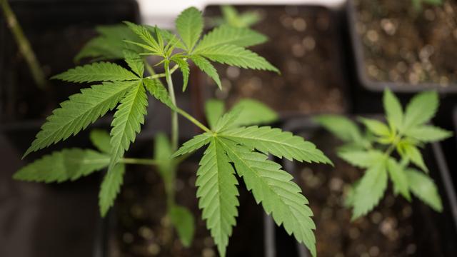 حدود پنج میلیون نفر ماری جوانا مصرف می کنند