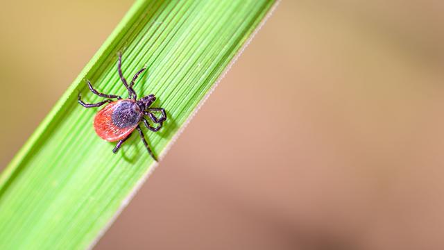 مرگ های بیشتر ناشی از نیش کنه